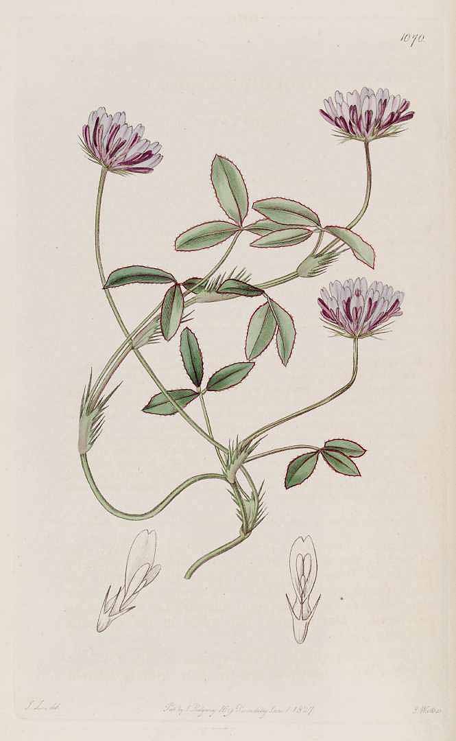 Illustration Trifolium fimbriatum, Par Edwards, S.T., Botanical Register (1815-1828) Bot. Reg. vol. 13 (1827) [tt. 1044-1130] t. 1070, via plantillustrations 