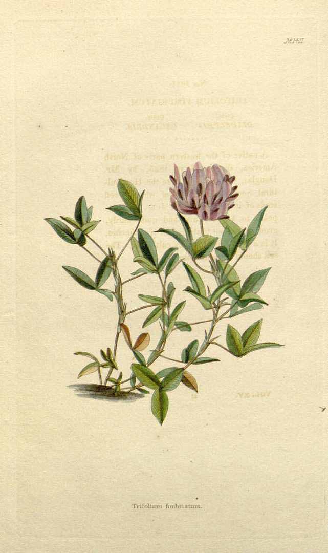 Illustration Trifolium fimbriatum, Par Loddiges, C.L., botanical cabinet [C. Loddiges] (1817-1833) Bot. Cab. vol. 15 (1828) [tt. 1401-1500] t. 1421, via plantillustrations 