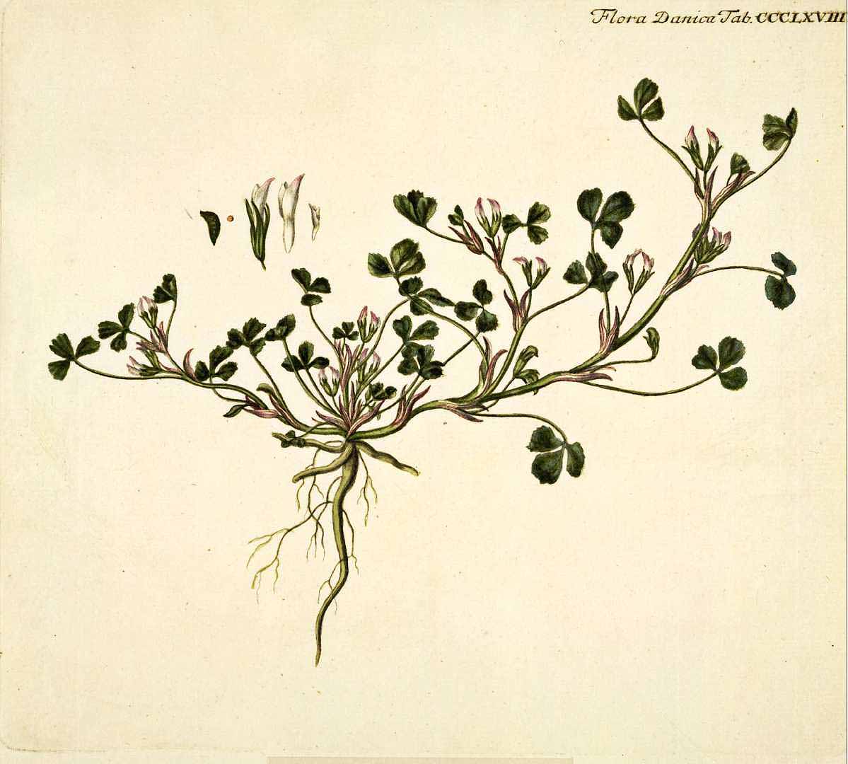 Illustration Trifolium ornithopodioides, Par Oeder, G.C., Flora Danica (1761-1861) Fl. Dan. vol. 3 (1768-1770) [tt. 361-540] t. 368, via plantillustrations 