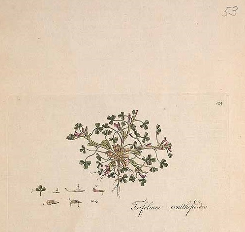 Illustration Trifolium ornithopodioides, Par Curtis, W., Flora Londinensis (1775-1798) Fl. Londin. vol. 2 (1777) t. 53[124] , via plantillustrations 