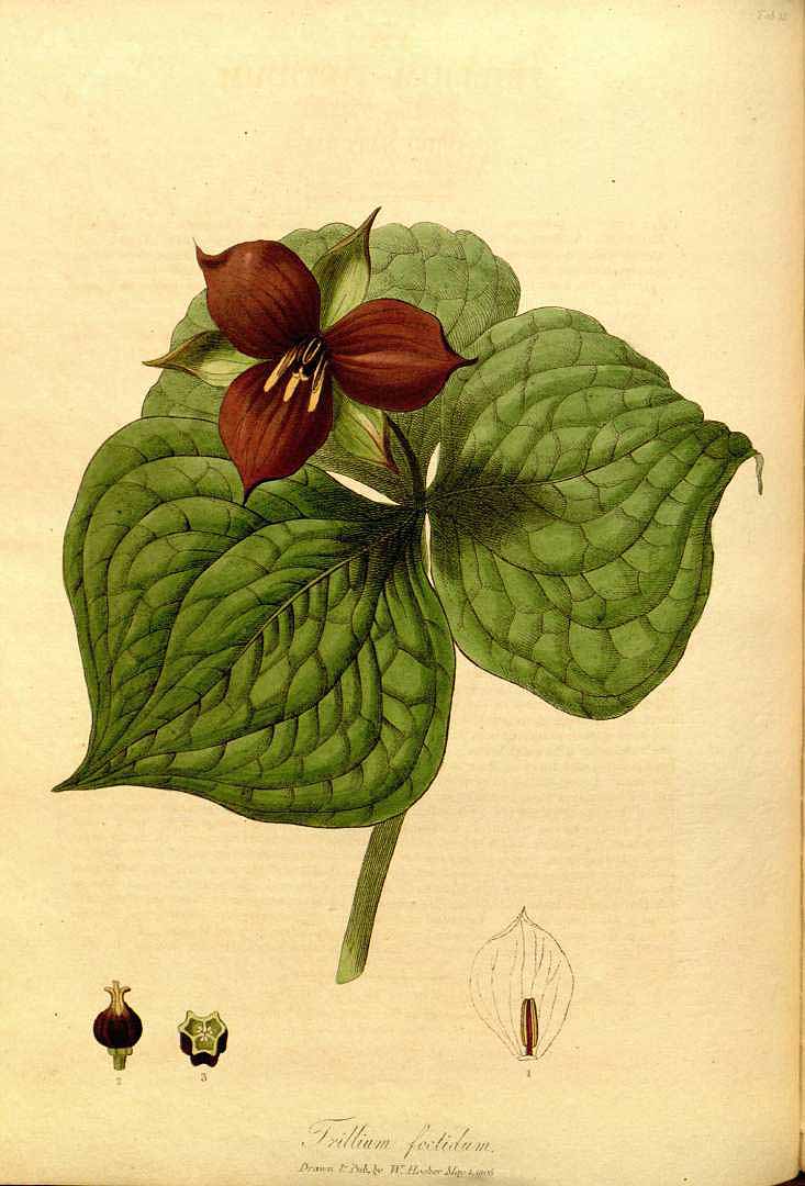 Illustration Trillium erectum, Par Hooker, W., Salisbury, R.A., paradisus Londinensis (1805-1807) Parad. Lond. (1805) t. 35, via plantillustrations 