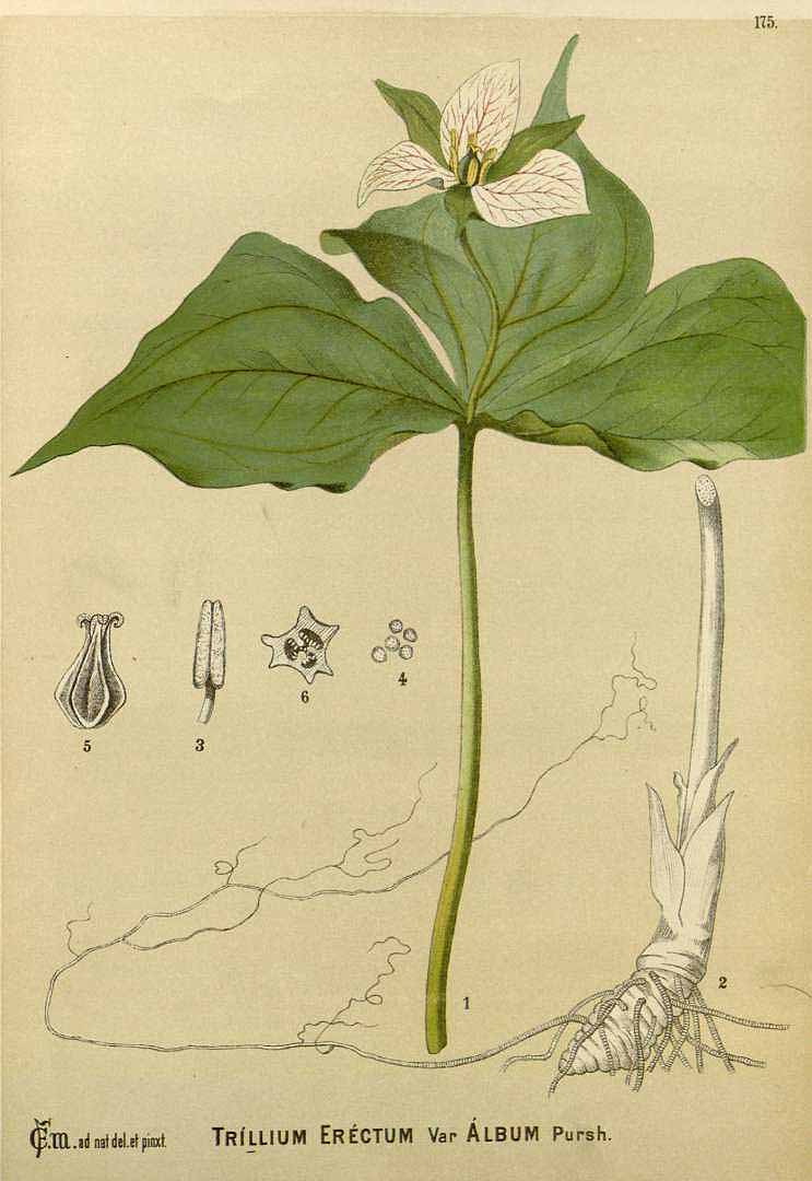 Illustration Trillium erectum, Par Millspaugh, C.F., American medicinal plants (1882-1887) Amer. Medic. Pl. vol. 2 (1892) t. 175, via plantillustrations 