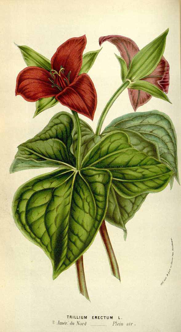 Illustration Trillium erectum, Par Van Houtte, L.B., Flore des serres et des jardin de lEurope (1845-1880) Fl. Serres vol. 10 (1854) t. 990	p. 57 , via plantillustrations 