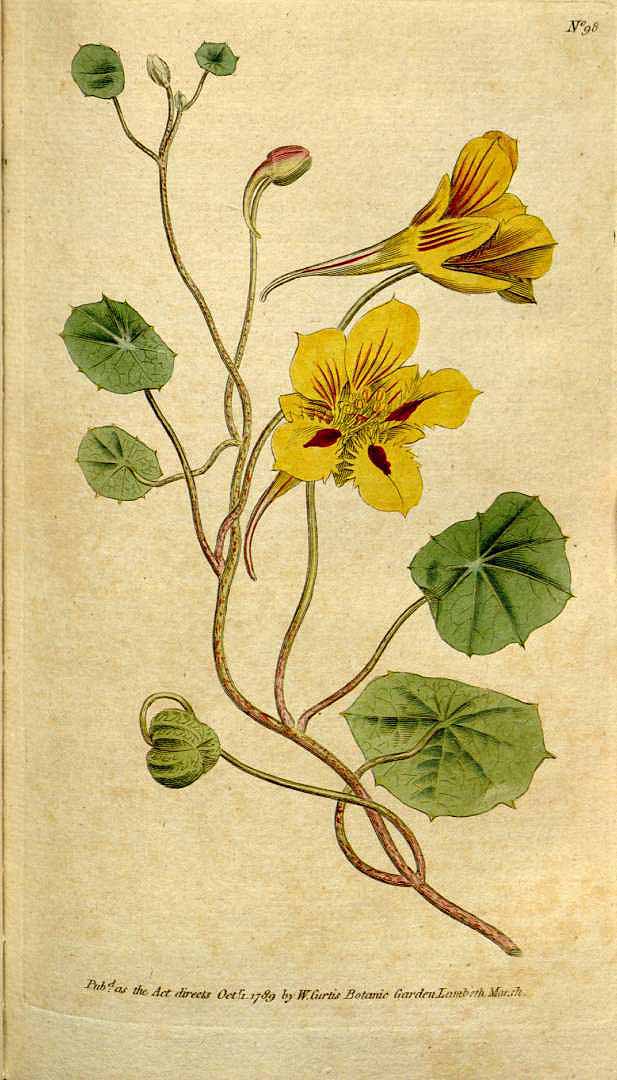 Illustration Tropaeolum minus, Par Curtis, W., et al., Botanical Magazine (Curtis) (1787-1800) Bot. Mag. vol. 3 (1790) [tt. 73-108] t. 98, via plantillustrations 