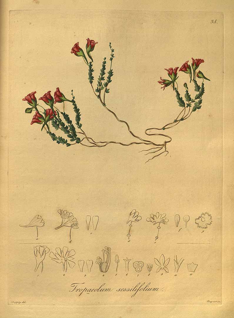 Illustration Tropaeolum sessilifolium, Par Poeppig, E.F., Nova genera ac species plantarum (1835-1845) Nov. Gen. Sp. Pl. (Poeppig) vol. 1 (1835) t. 38, via plantillustrations 