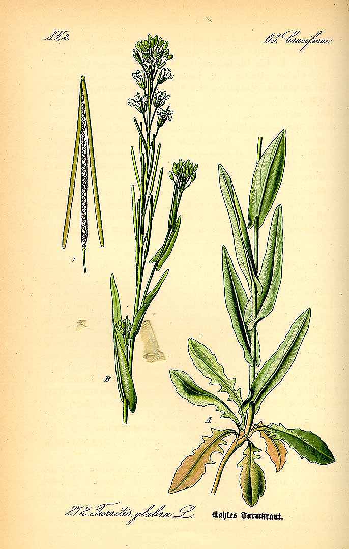 Illustration Turritis glabra, Par Thomé, O.W., Flora von Deutschland Österreich und der Schweiz (1886-1889) Fl. Deutschl. vol. 2 (1885) t. 272, via plantillustrations 