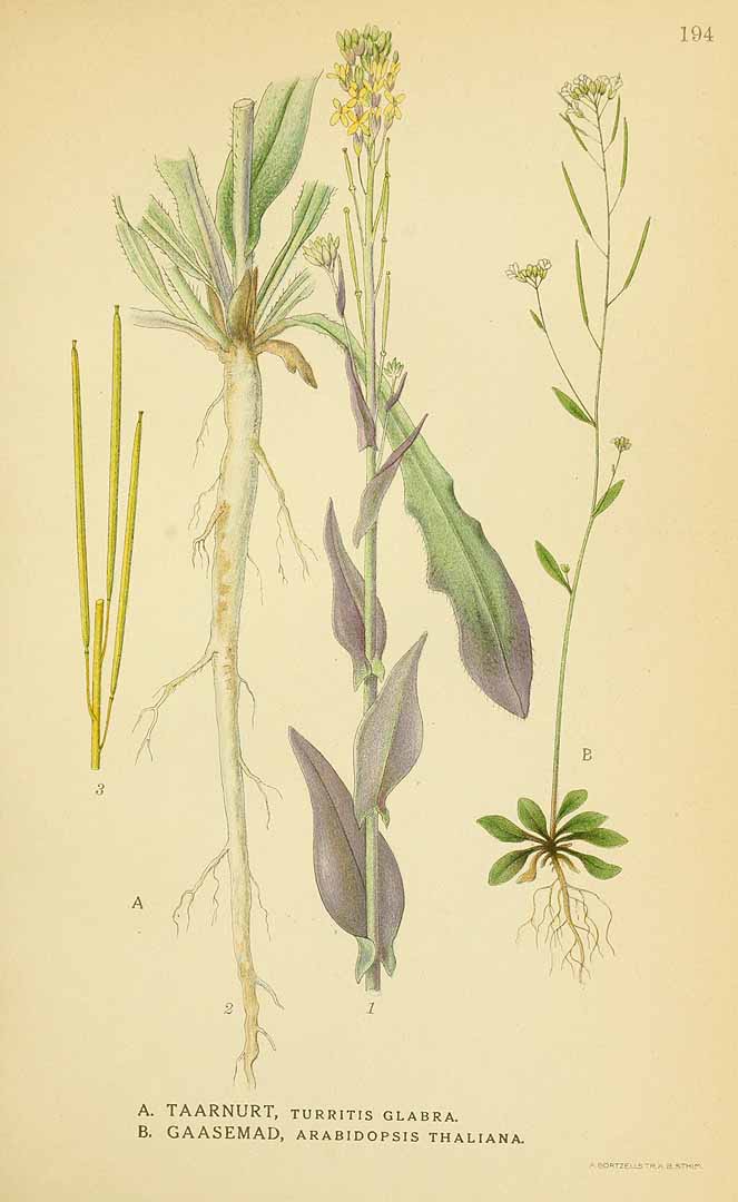Illustration Turritis glabra, Par Lindman, C.A.M., Bilder ur Nordens Flora Bilder Nordens Fl. vol. 1 (1922) t. 194, via plantillustrations 