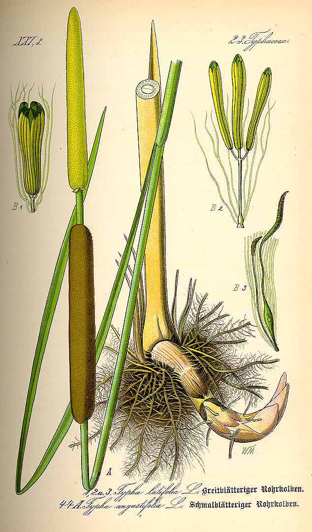 Illustration Typha angustifolia, Par Thomé, O.W., Flora von Deutschland Österreich und der Schweiz (1886-1889) Fl. Deutschl. vol. 1 (1885) t. 44	f. A , via plantillustrations 