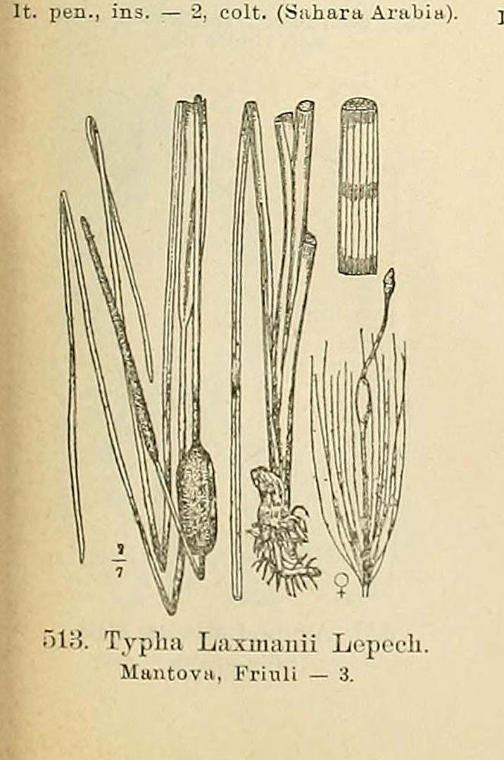 Illustration Typha laxmannii, Par Fiori, A., Paoletti, G., Iconographia florae italicae (1895-1904) Iconogr. Fl. Ital. t. 513 p. 65 f. 7, via plantillustrations 