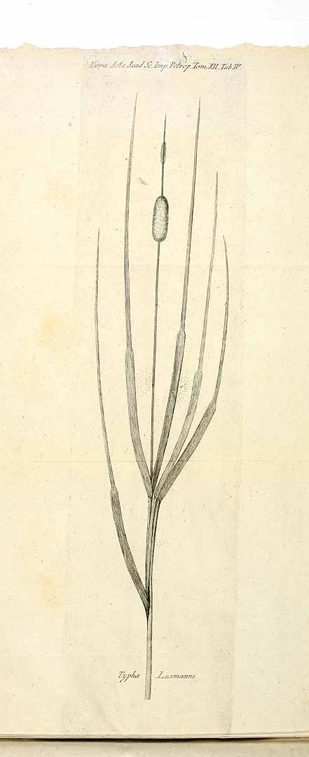 Illustration Typha laxmannii, Par Nova acta Academiae scientiarum imperialis petropolitanae (1783-1802) Nova Acta Acad. Sci. Imp. Petrop. vol. 12 t. 4, via plantillustrations 