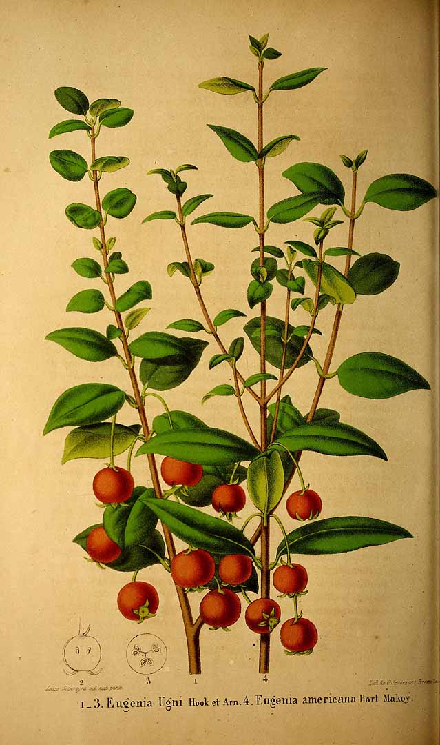 Illustration Ugni molinae, Par Belgique horticole, journal des jardins et des vergers (1851-1885) Belgique Hort. vol. 10 (1860) f. 1-3 , via plantillustrations 