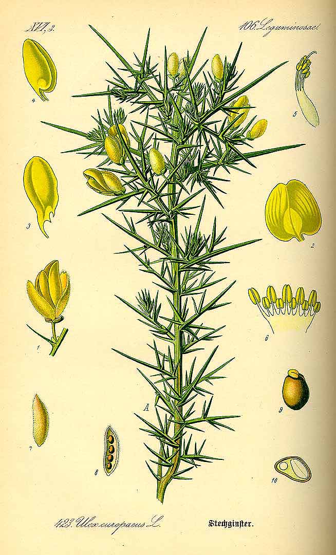 Illustration Ulex europaeus, Par Thomé, O.W., Flora von Deutschland Österreich und der Schweiz (1886-1889) Fl. Deutschl. vol. 3 (1885) t. 423, via plantillustrations 