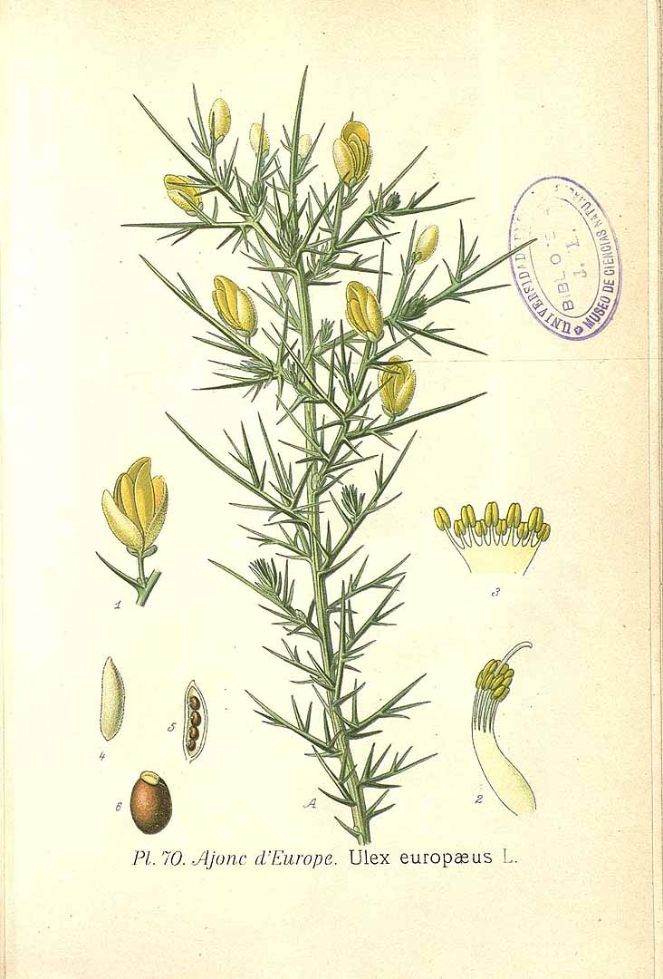 Illustration Ulex europaeus, Par Masclef, A., Atlas des plantes de France (1890-1893) Atlas Pl. France vol. 2 t. 70, via plantillustrations 