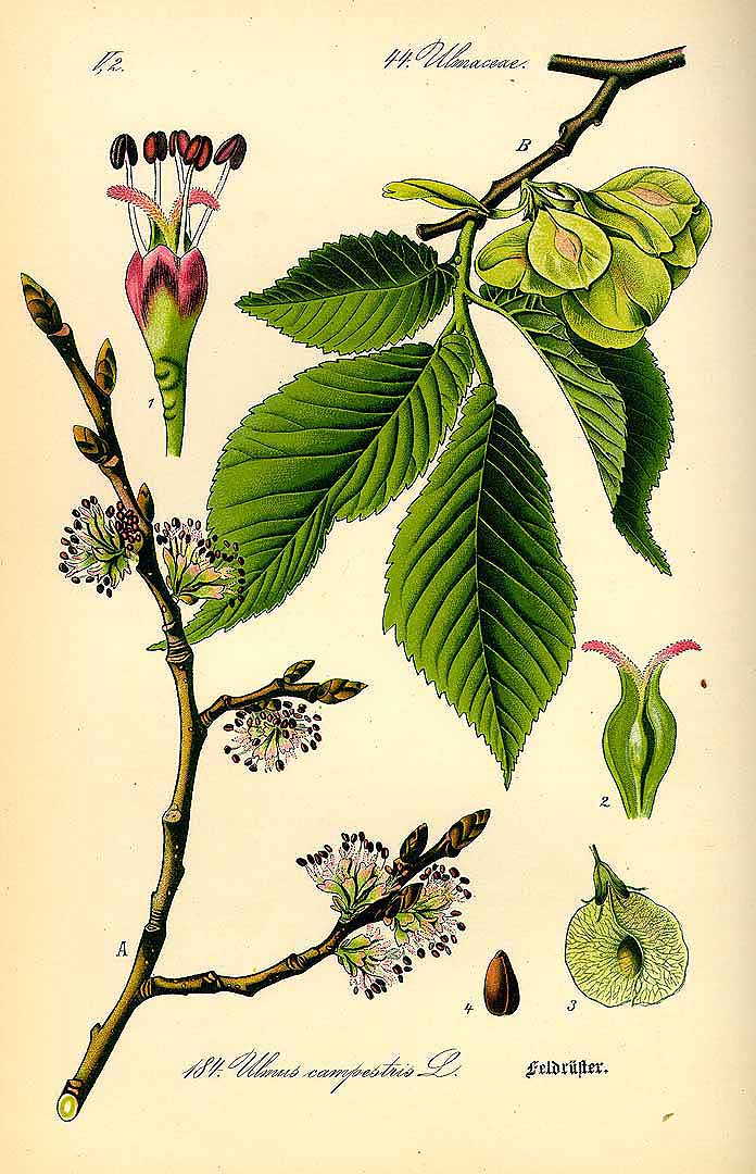 Illustration Ulmus glabra, Par Thomé, O.W., Flora von Deutschland Österreich und der Schweiz (1886-1889) Fl. Deutschl. vol. 2 (1885) t. 184, via plantillustrations 