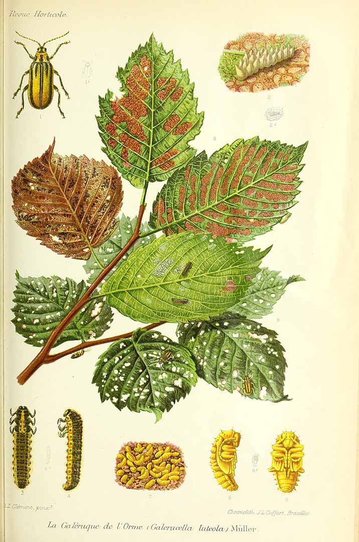 Illustration Ulmus glabra, Par Revue horticole, sér. 4 (1852-1974) Rev. Hort. (Paris), ser. 4 vol. 77 (1905) [77e ANNÉE - 1905] , via plantillustrations 