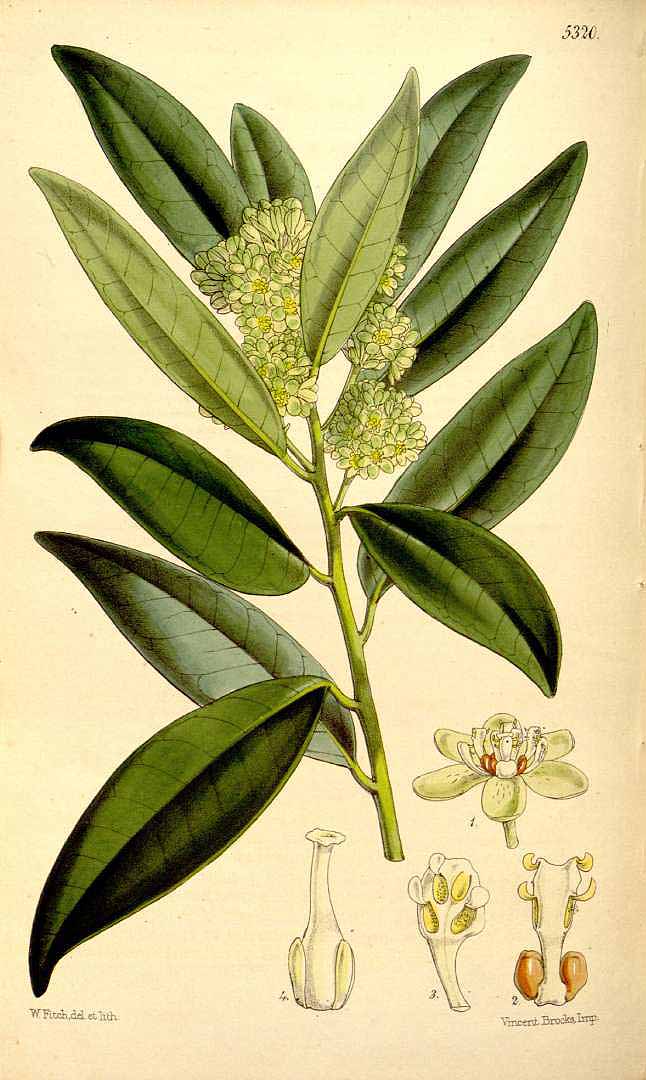 Illustration Umbellularia californica, Par Curtis, W., Botanical Magazine (1800-1948) Bot. Mag. vol. 88 (1862) [tt. 5289-5353] t. 5320, via plantillustrations 
