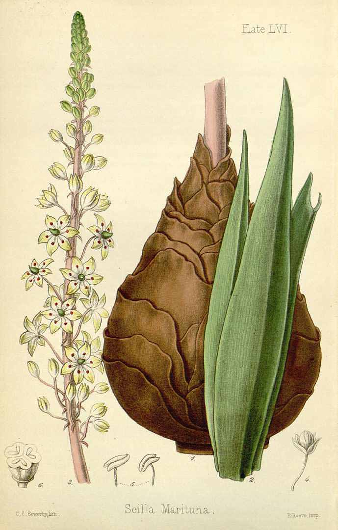 Illustration Urginea maritima, Par Hamilton, E., Flora homoeopathica (1852-1853) Fl. Homoeopathica vol. 2 (1853) t. 56, via plantillustrations 