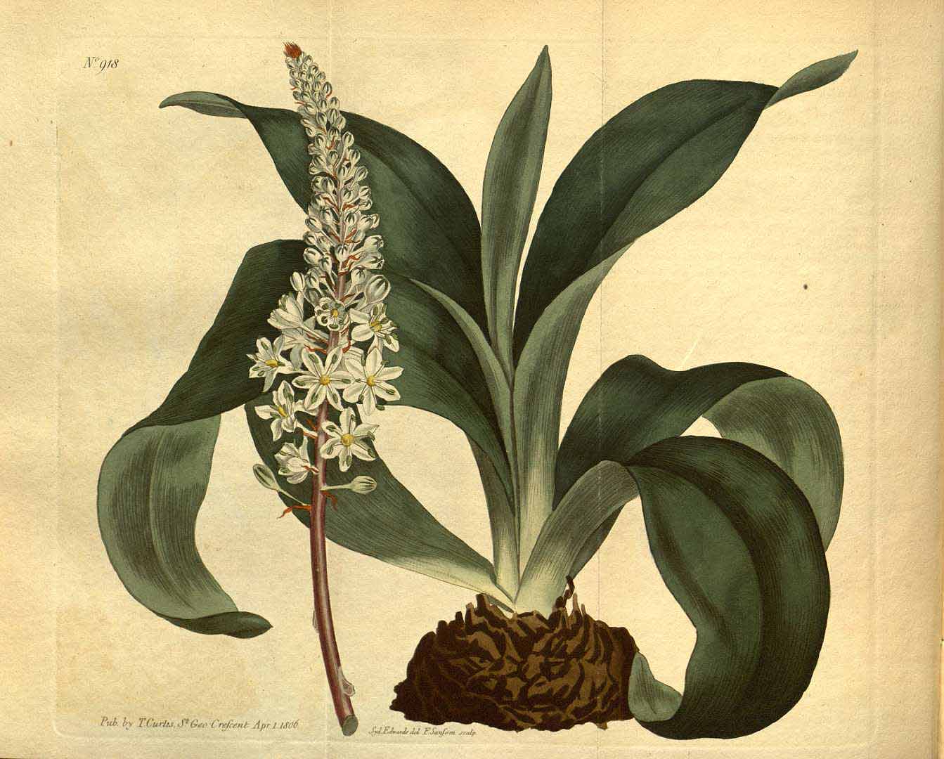 Illustration Urginea maritima, Par Curtis, W., Botanical Magazine (1800-1948) Bot. Mag. vol. 23 (1806) [tt. 881-923] t. 918, via plantillustrations 
