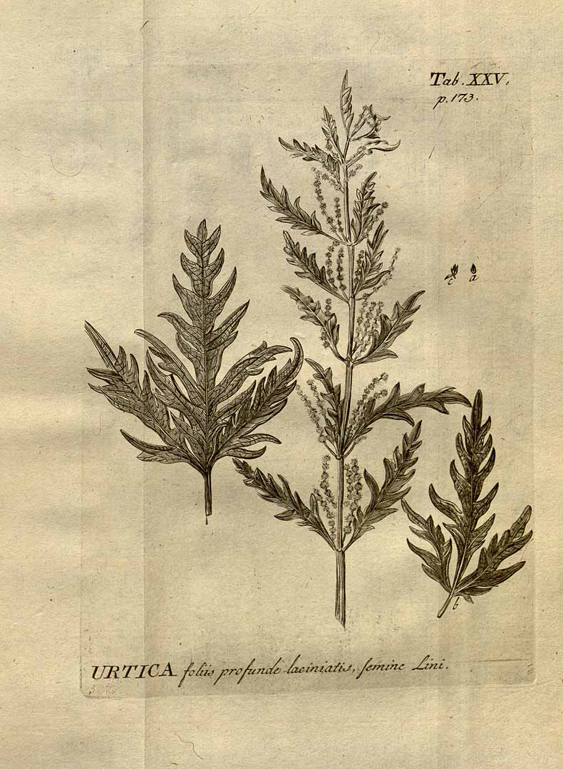 Illustration Urtica cannabina, Par Amman, J., Stirpium rariorum in imperio Rutheno sponte provenientium (1739) Stirp. Rar. Ruth. [tt. 1-35] t. 25, via plantillustrations 