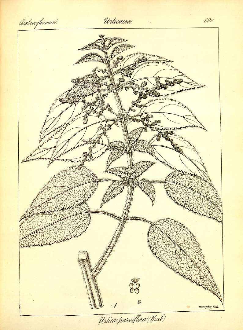 Illustration Urtica parviflora, Par Wig