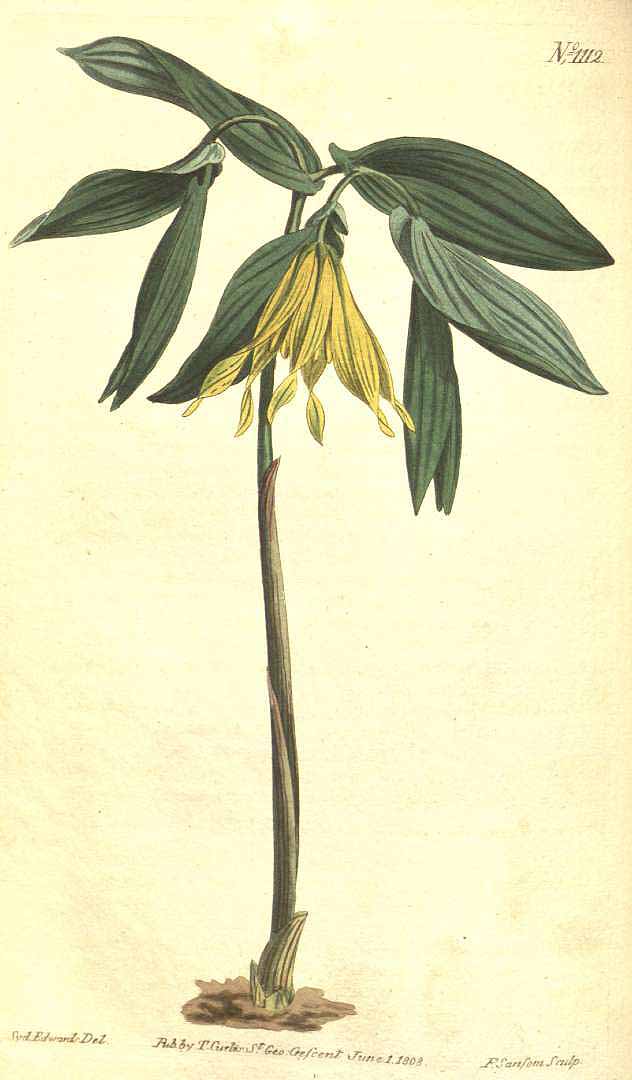 Illustration Uvularia grandiflora, Par Curtis, W., Botanical Magazine (1800-1948) Bot. Mag. vol. 28 (1808) [tt. 1102-1147] t. 1112, via plantillustrations 