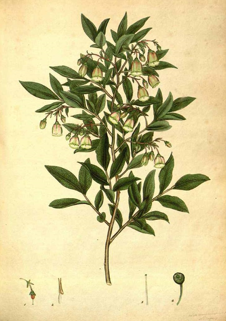 Illustration Vaccinium arctostaphylos, Par Andrews, H.C., botanists repository (1797-1814) Bot. Repos. vol. 1 (1797) [tt. 1-72] t. 30, via plantillustrations 