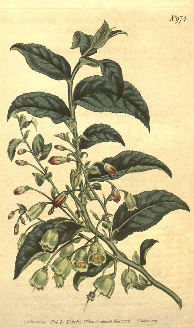 Illustration Vaccinium arctostaphylos, Par Curtis, W., Botanical Magazine (1800-1948) Bot. Mag. vol. 25 (1807) [tt. 967-1013] t. 974, via plantillustrations 
