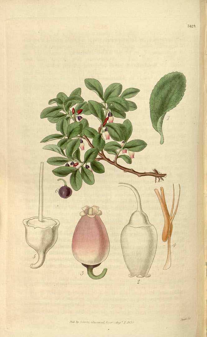 Illustration Vaccinium caespitosum, Par Curtis, W., Botanical Magazine (1800-1948) Bot. Mag. vol. 62 (1835) [tt. 3374-3457] t. 3429, via plantillustrations 