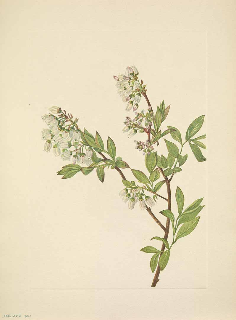 Illustration Vaccinium corymbosum, Par Walcott, M.V., North American wild flowers (1925-1927) N. Amer. Wild Fl. vol. 3 t. 228, via plantillustrations 