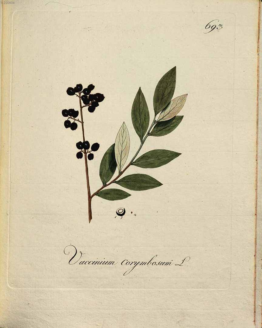 Illustration Vaccinium corymbosum, Par Kerner, J.S., Abbildungen aller ökonomischen Pflanzen (1786-1798) Abbild. Oekon. Pfl. vol. 7 (1794) t. 693, via plantillustrations 