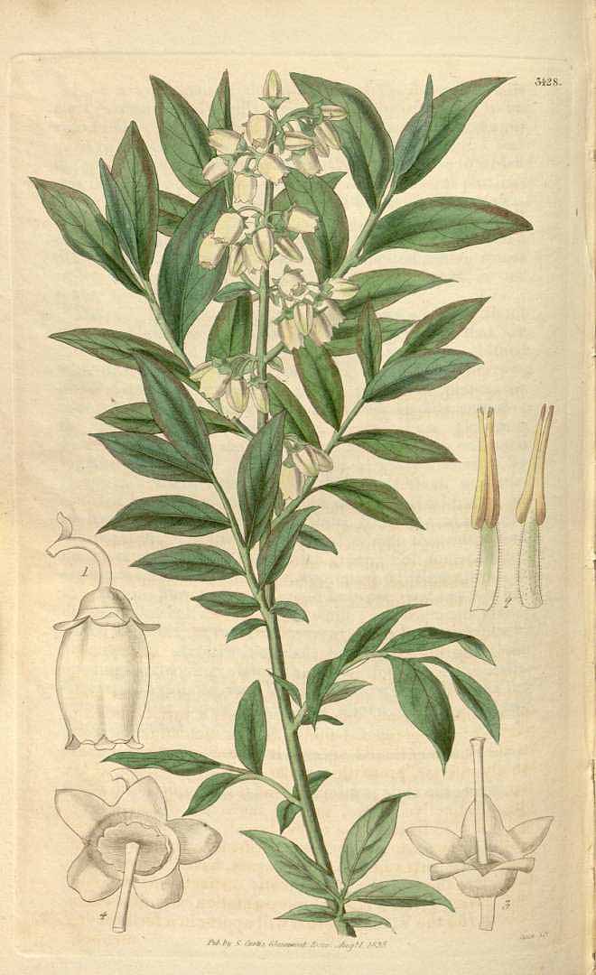 Illustration Vaccinium corymbosum, Par Curtis, W., Botanical Magazine (1800-1948) Bot. Mag. vol. 62 (1835) [tt. 3374-3457] t. 3428, via plantillustrations 