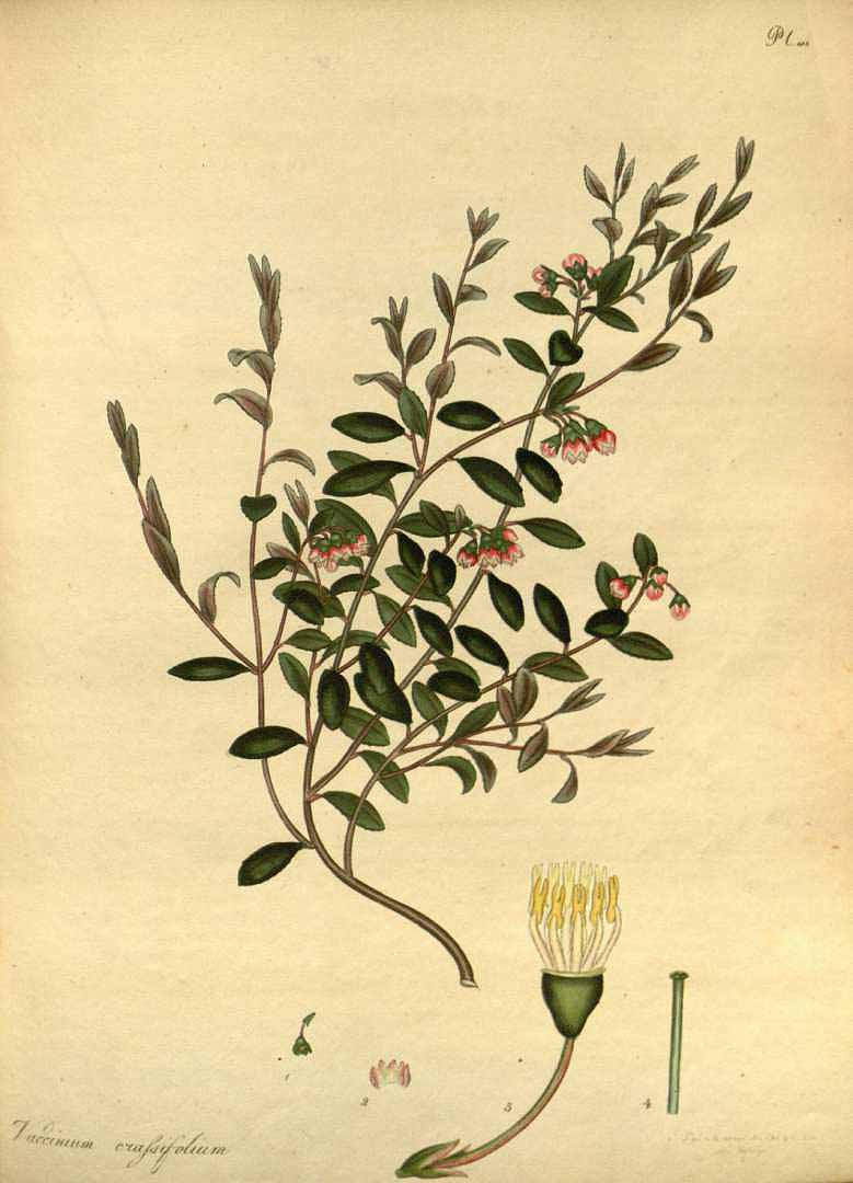 Illustration Vaccinium crassifolium, Par Andrews, H.C., botanists repository (1797-1814) Bot. Repos. vol. 2 (1799) [tt. 73-144] t. 105, via plantillustrations 