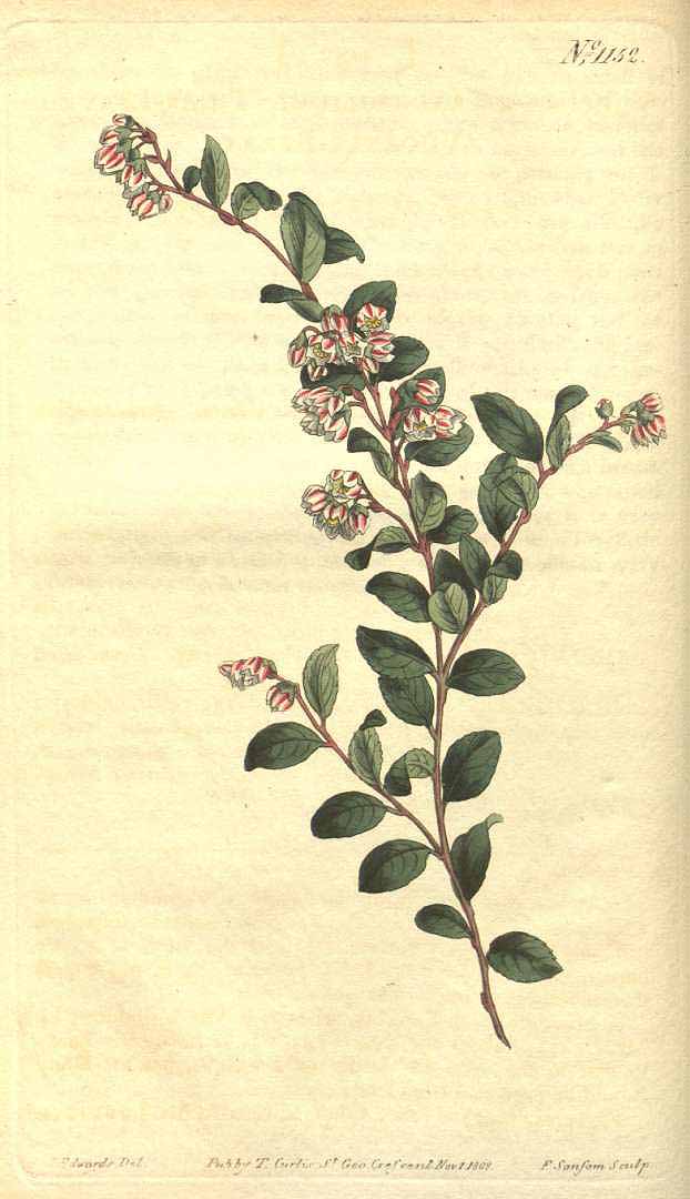 Illustration Vaccinium crassifolium, Par Curtis, W., Botanical Magazine (1800-1948) Bot. Mag. vol. 29 (1809) [tt. 1148-1191] t. 1152, via plantillustrations 