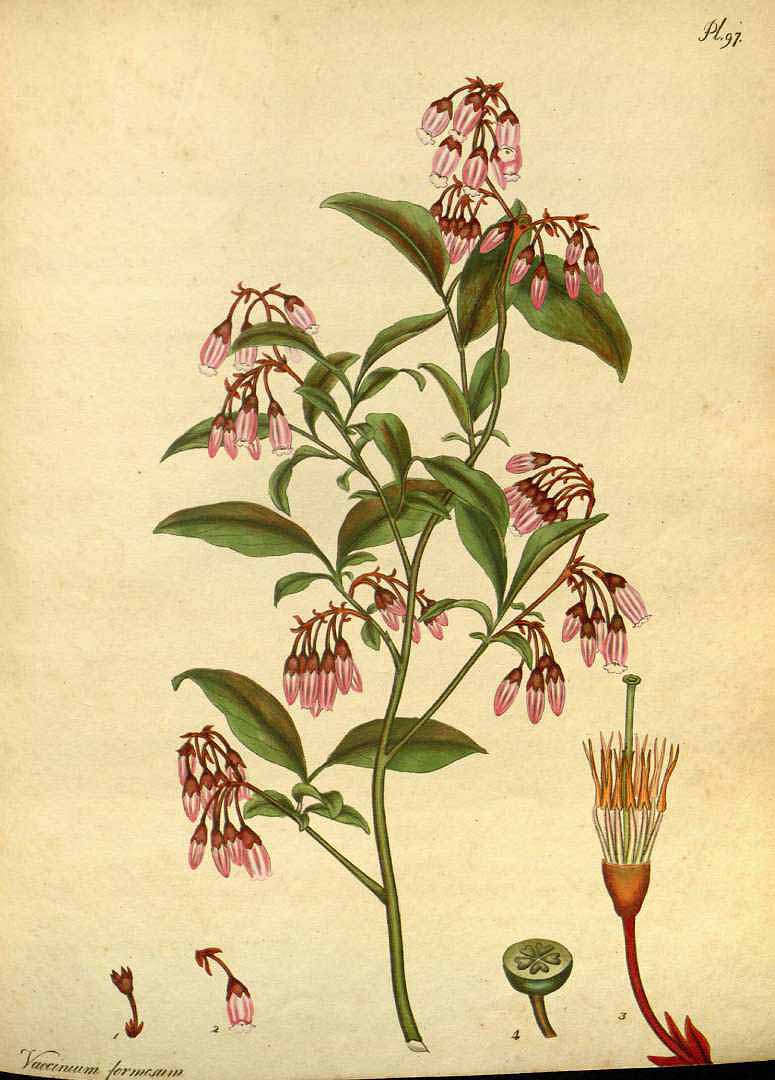 Illustration Vaccinium formosum, Par Andrews, H.C., botanist?s repository (1797-1814) Bot. Repos. vol. 2 (1799) [tt. 73-144] t. 97, via plantillustrations 