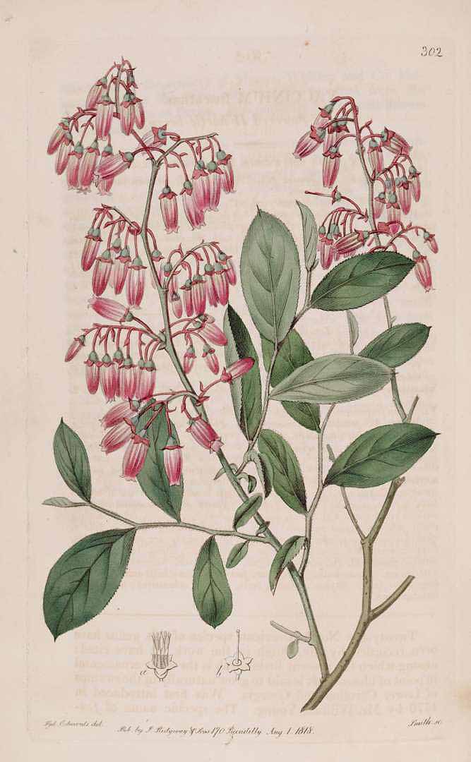 Illustration Vaccinium fuscatum, Par Edwards, S.T., Botanical Register (1815-1828) Bot. Reg. vol. 4 (1818) [tt. 264-349] t. 302, via plantillustrations 