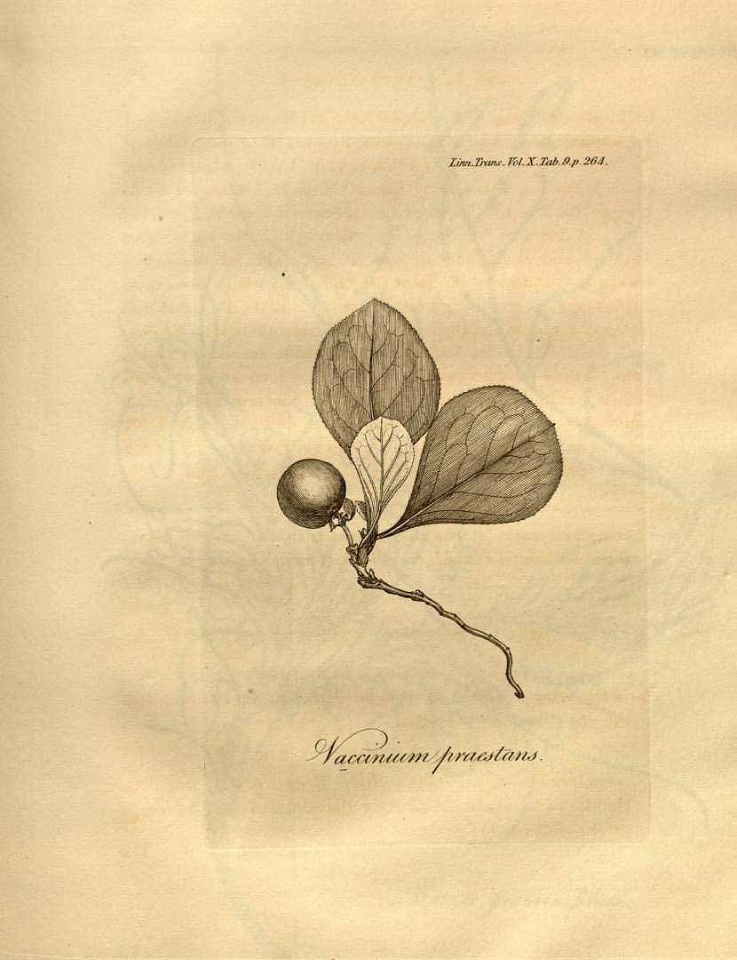 Illustration Vaccinium praestans, Par Transactions of the Linnean Society of London (1791-1875) Trans. Linn. Soc. London vol. 10 (1811) t. 9, via plantillustrations 