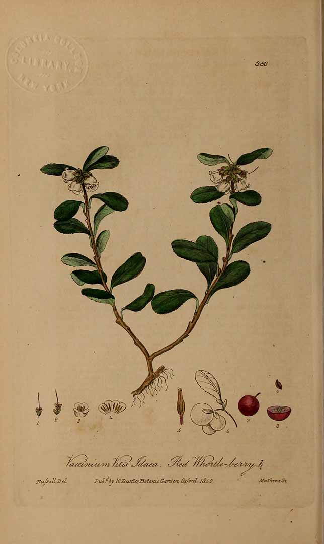 Illustration Vaccinium vitis-idaea, Par Baxter, W., British phaenogamous botany (1834-1843) Brit. Phaen. Bot. vol. 5 [tt. 321-400] t. 383, via plantillustrations 