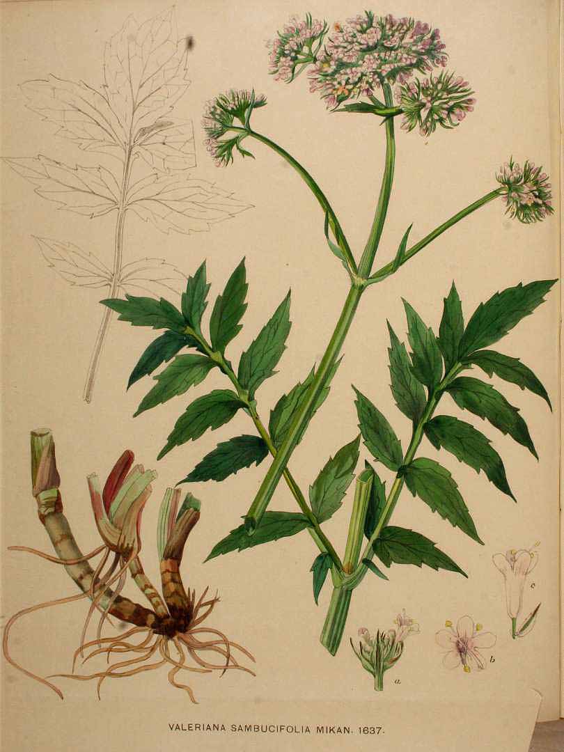 Illustration Valeriana sambucifolia, Par Kops, J., Flora Batava (1800-1934) Fl. Bat. vol. 21 (1901) t. 1637, via plantillustrations 