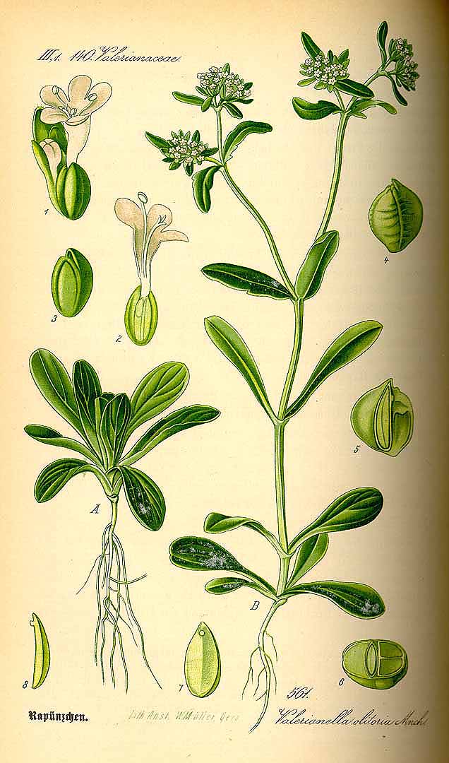 Illustration Valerianella locusta, Par Thomé, O.W., Flora von Deutschland ?sterreich und der Schweiz (1886-1889) Fl. Deutschl. vol. 4 (1885) t. 561, via plantillustrations 
