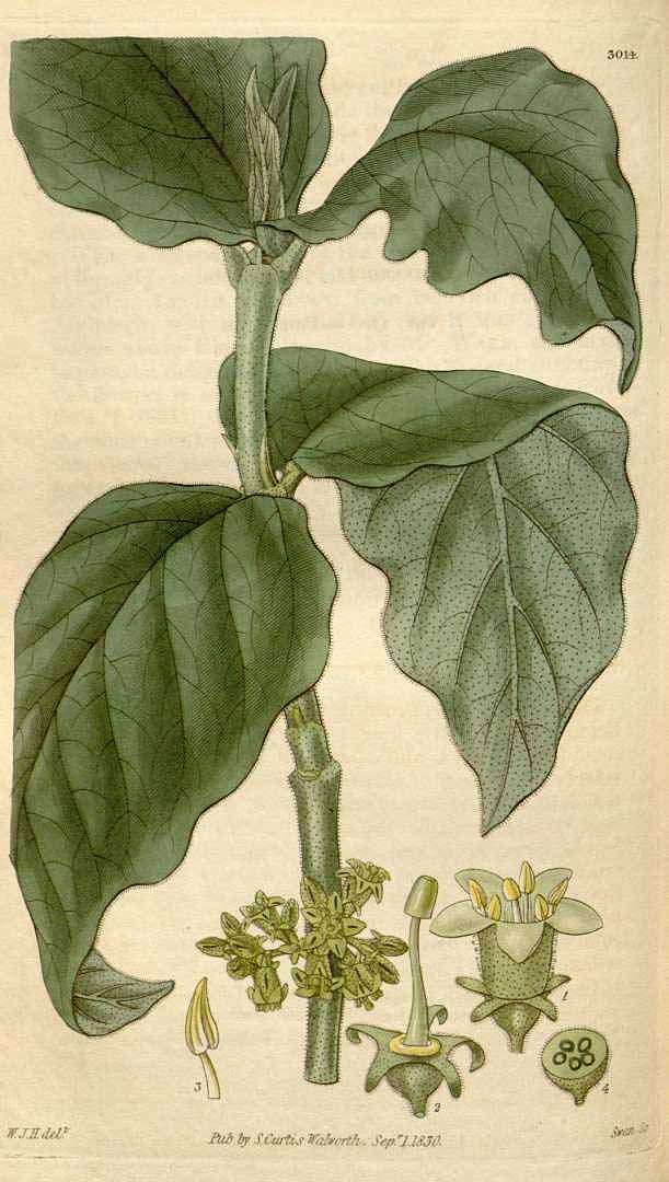 Illustration Vangueria infausta, Par Curtis, W., Botanical Magazine (1800-1948) Bot. Mag. vol. 57 (1830) [tt. 2956-3038] t. 3014, via plantillustrations 
