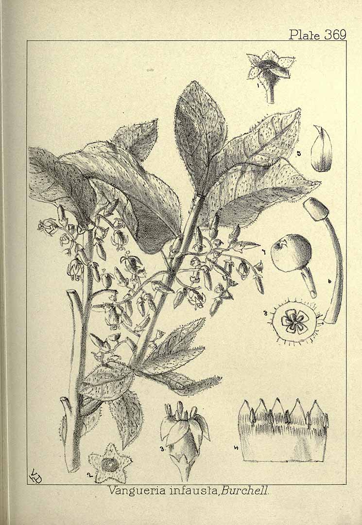 Illustration Vangueria infausta, Par Wood, J.M., Evans, M.S., Natal plants (1899-1912) Natal Pl. vol. 4 (1903) t. 369, via plantillustrations 