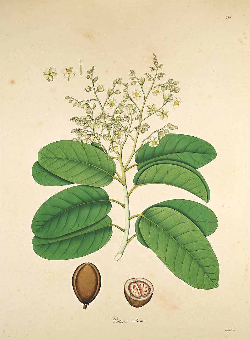 Illustration Vateria indica, Par Roxburgh, W., Plants of the coast of Coromandel (1795-1819) Pl. Coromandel vol. 3 (1819) t. 288, via plantillustrations 