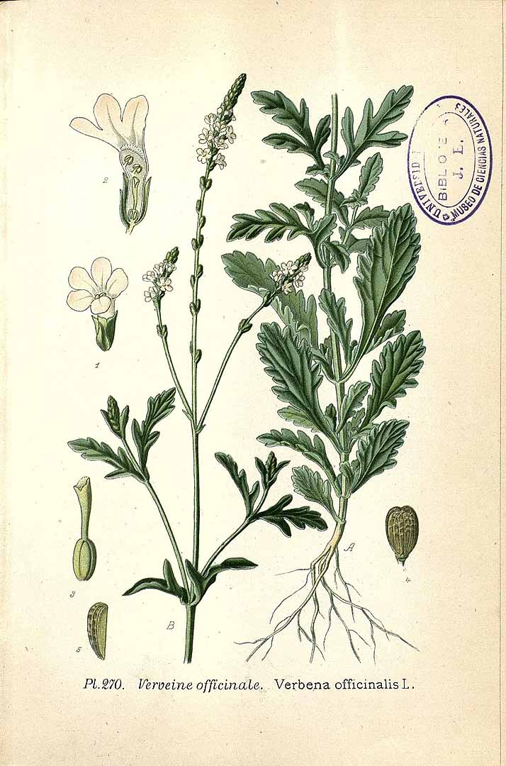 Illustration Verbena officinalis, Par Masclef, A., Atlas des plantes de France (1890-1893) Atlas Pl. France vol. 3 (1893) t. 270, via plantillustrations 
