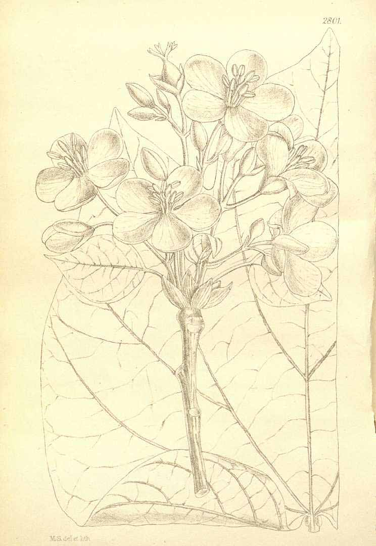 Illustration Vernicia fordii, Par Hooker, W.J., Hooker, J.D., Icones Plantarum [Hookers Icones plantarum] (1837-1922) Icon. Pl. vol. 29 (1909) [tt. 2801-2900] t. 2801, via plantillustrations 