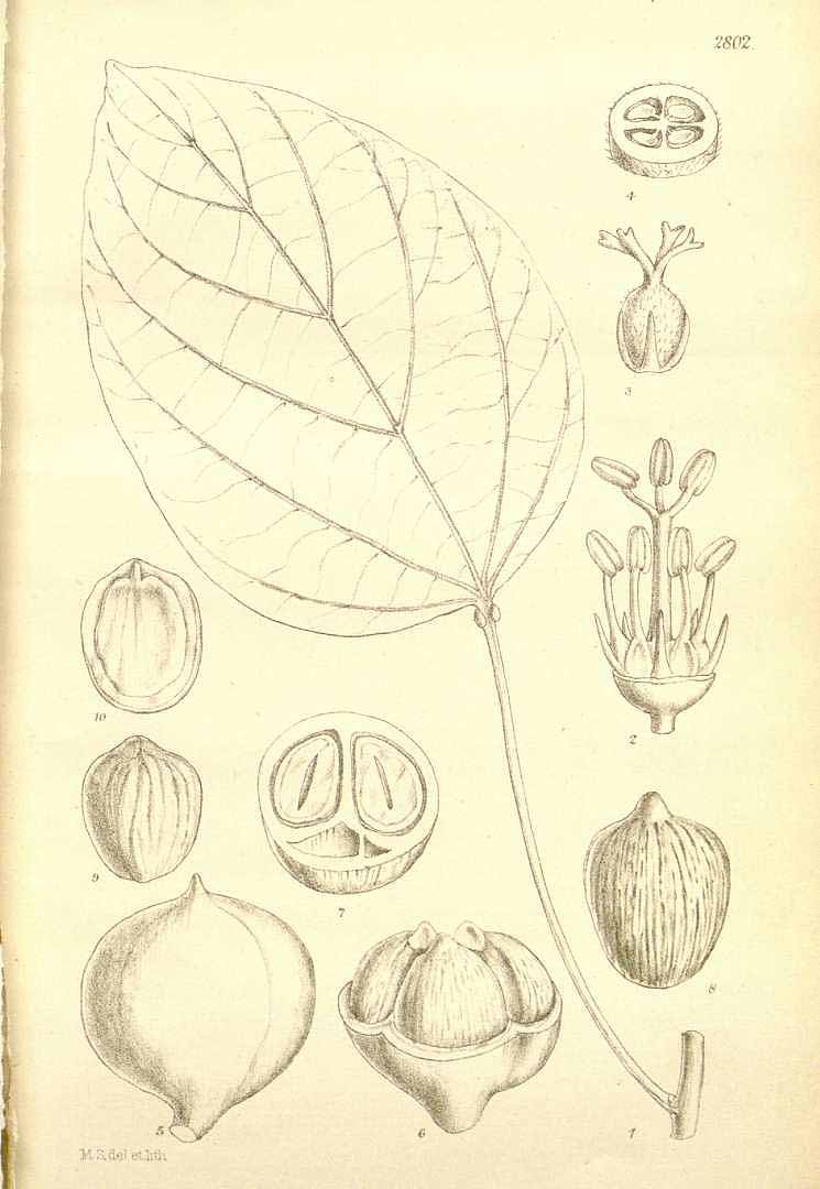 Illustration Vernicia fordii, Par Hooker, W.J., Hooker, J.D., Icones Plantarum [Hookers Icones plantarum] (1837-1922) Icon. Pl. vol. 29 (1909) [tt. 2801-2900] t. 2802, via plantillustrations 