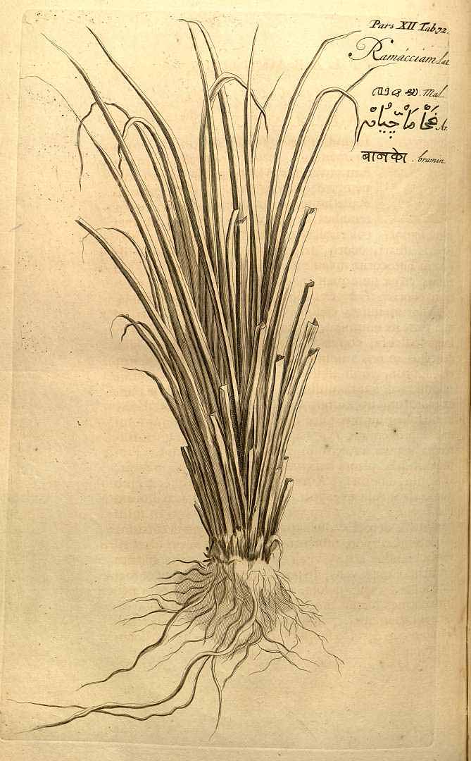 Illustration Chrysopogon zizanioides, Par Rheede tot Drakestein & Hendrik van (Hortus Indicus Malabaricus, vol. 12: t. 72, 1703-), via plantillustrations 