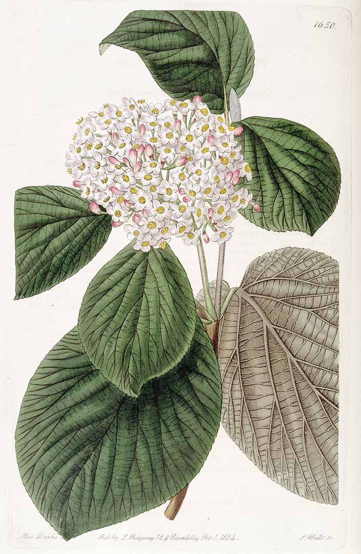 Illustration Viburnum cotinifolium, Par Lindley, J., Edwardss Botanical Register (1829-1847) Edwardss Bot. Reg. vol. 19 (1833) [tt. 1565-1652] t. 1650, via plantillustrations 