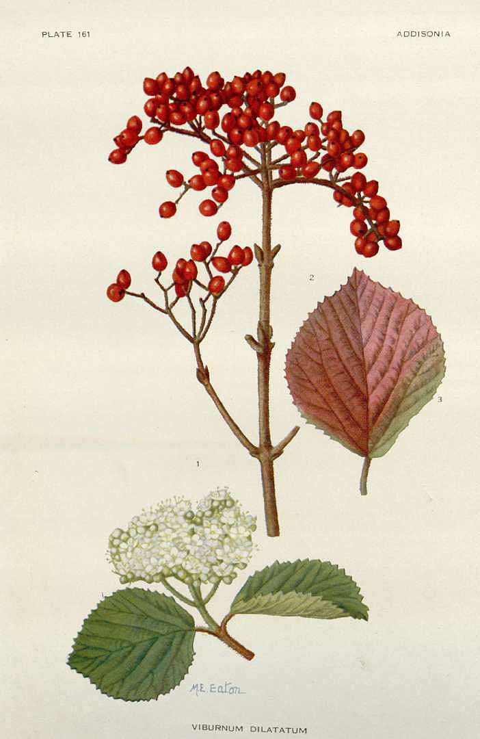 Illustration Viburnum dilatatum, Par Addisonia (1916-1964) Addisonia vol. 5 (1920) t. 161, via plantillustrations 