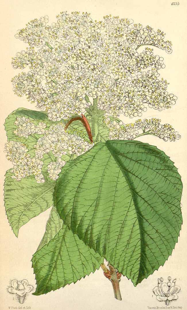 Illustration Viburnum dilatatum, Par Curtis, W., Botanical Magazine (1800-1948) Bot. Mag. vol. 102 (1876) [tt. 6206-6271] t. 6215, via plantillustrations 