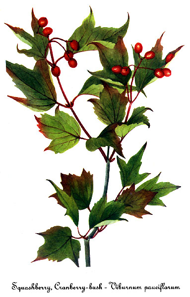 Illustration Viburnum edule, Par Southwest School of Botanical Medicine: Paintings of Mary Vaux Walcott, via wikimedia 